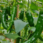 Green Chilli (हरियो खुर्सानी) - Image 2