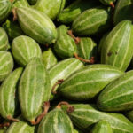Pointed Gourd(परवल)