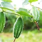 Pointed Gourd(परवल) - Image 2