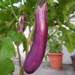 Brinjal (भान्टा) - Image 2
