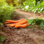 Carrot(गाजर ) - Image 2