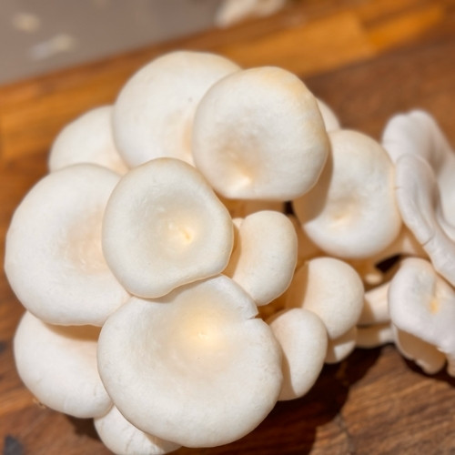 full-1763986333.jpg oyster Mushroom(कन्य च्याउ) - Image 1