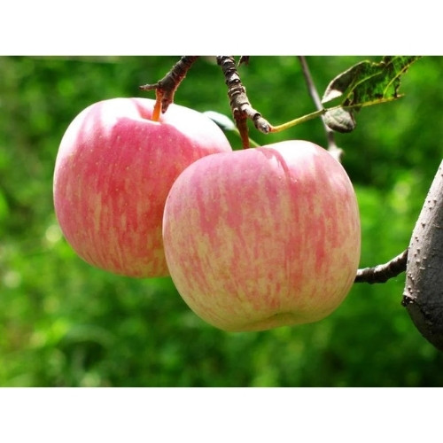 full-1764048728.jpg Fuji Apple(स्याउ ) - Image 1