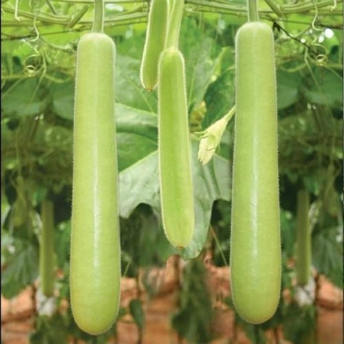 full-1765689575.jpg Bottle Gourd(लौका) - Image 1
