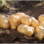 White Potato(सेतो आलू ) - Image 2