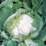 Cauliflower(काउली) - Image 2