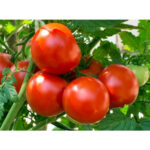 Tunnel Tomato (गोलभेडा)