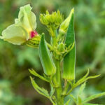 Lady Finger (रामतोरिया)