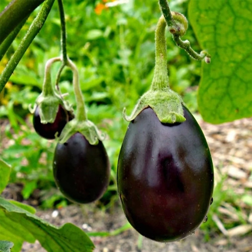 full-1767508771.jpg Brinjal(भान्टा) - Image 1
