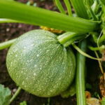 Green Pumpkin (हरियो फर्सी) - Image 2