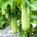 Cucumber (काक्रो) - Image 2