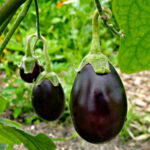 Round Brinjal