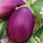 Round Brinjal - Image 2
