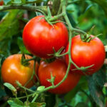 Tomato - Image 2