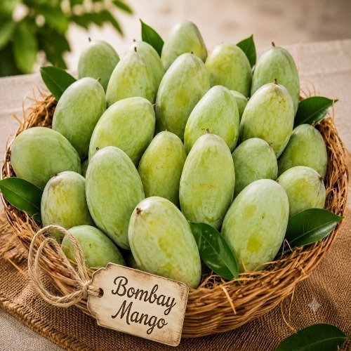 full-1781007915.jpeg 1. Bombay Mango 5kg Basket (Ozone Wash-ओजोन वाश प्रविधिबाट बिषादी न्यूनीकरण गरिएको) - Image 1