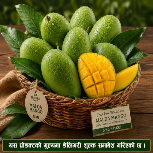 full-1782475803.jpg 1. Malda Mango 5kg Basket (Ozone Wash-ओजोन वाश प्रविधिबाट बिषादी न्यूनीकरण गरिएको) - Image 1
