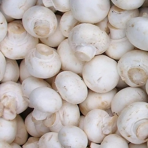 full-1788513123.jpg Button Mushroom - Image 1